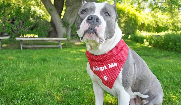 Dogs in New York City looking for their furr-ever homes