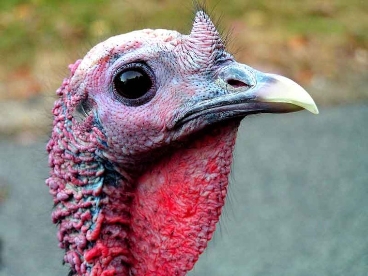 It's Thanksgiving! What's Open?