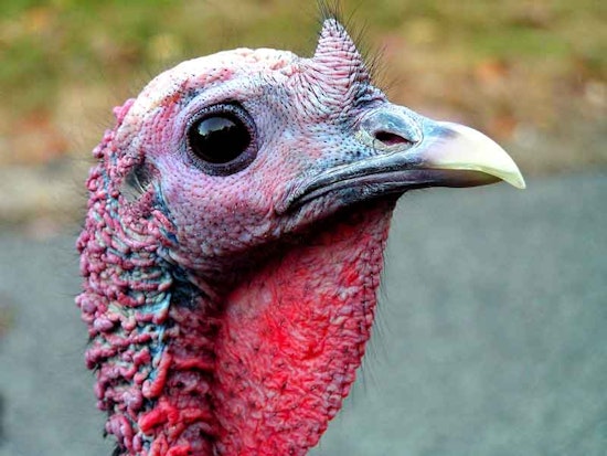 It's Thanksgiving! What's Open?