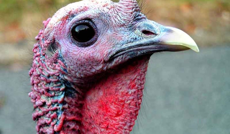 It's Thanksgiving! What's Open?