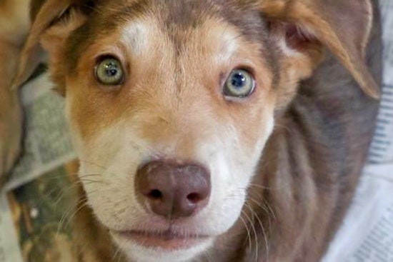Puppies in Washington looking for their fur-ever homes