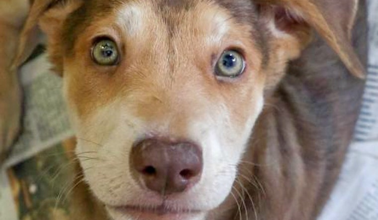 Puppies in Washington looking for their fur-ever homes