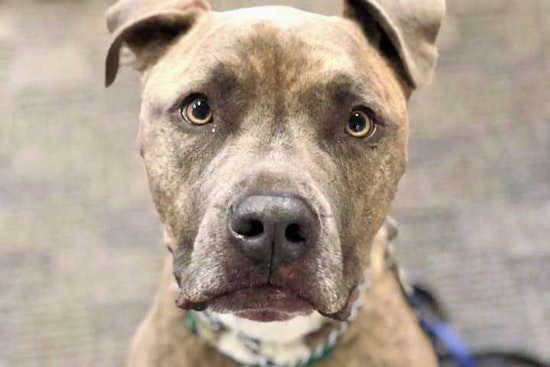 Dogs in Boston looking for their furr-ever homes