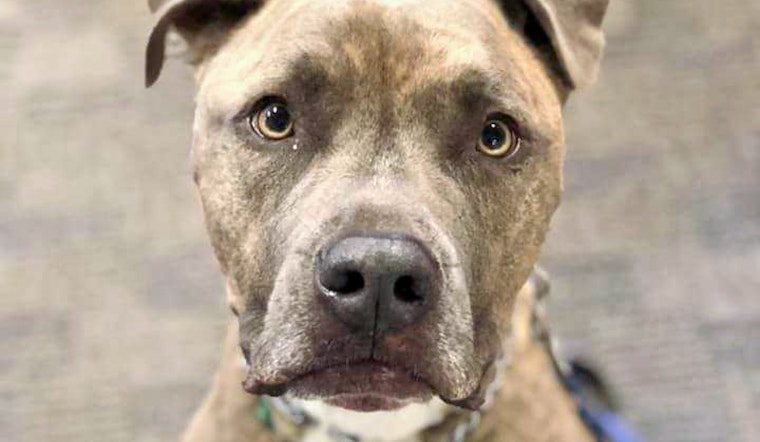 Dogs in Boston looking for their furr-ever homes