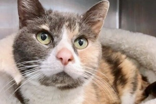Cats in Philadelphia looking for their fur-ever homes