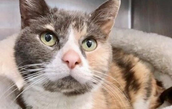 Cats in Philadelphia looking for their fur-ever homes