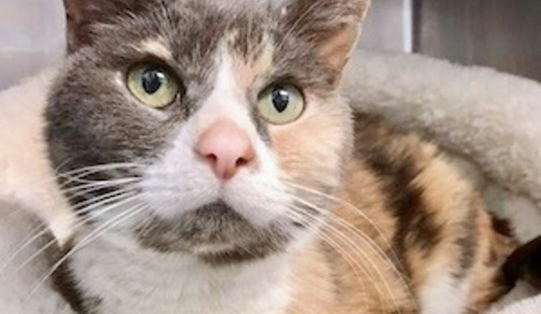 Cats in Philadelphia looking for their fur-ever homes