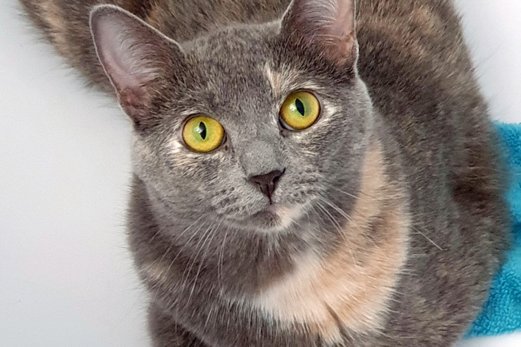 Cats in Pittsburgh looking for their furr-ever homes