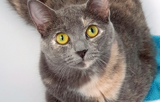 Cats in Pittsburgh looking for their furr-ever homes