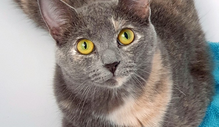 Cats in Pittsburgh looking for their furr-ever homes