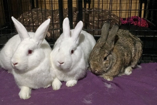 Perfect pets to adopt in and around Baltimore