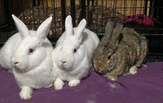 Perfect pets to adopt in and around Baltimore