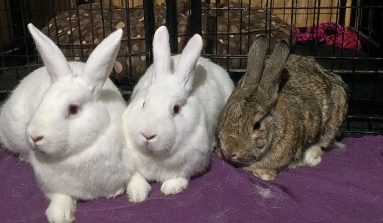 Perfect pets to adopt in and around Baltimore