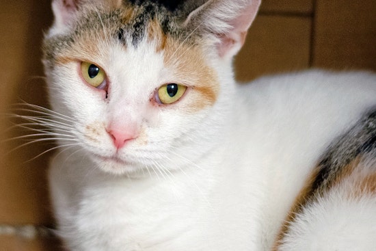 Cats in Columbus looking for their furr-ever homes