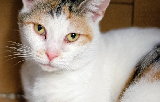Cats in Columbus looking for their furr-ever homes