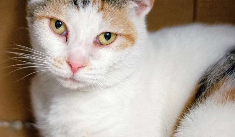 Cats in Columbus looking for their furr-ever homes