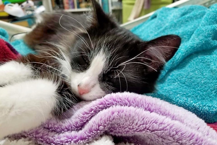 Cats in Cleveland looking for their furr-ever homes