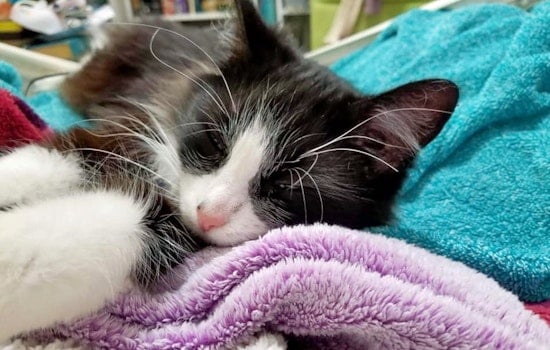 Cats in Cleveland looking for their furr-ever homes