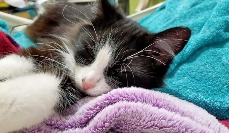 Cats in Cleveland looking for their furr-ever homes
