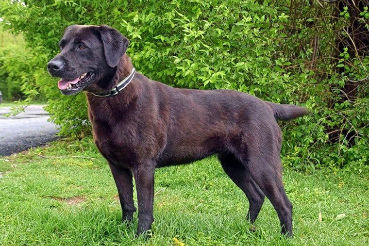 Dogs in Cincinnati looking for their furr-ever homes