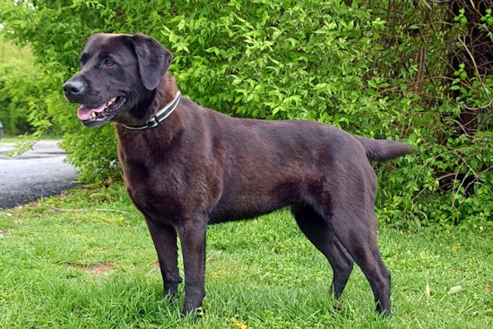 Dogs in Cincinnati looking for their furr-ever homes