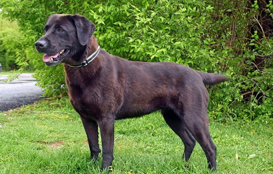 Dogs in Cincinnati looking for their furr-ever homes
