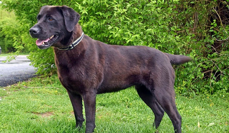 Dogs in Cincinnati looking for their furr-ever homes