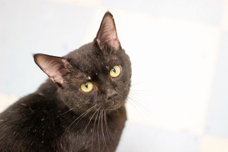 Cats in Raleigh looking for their furr-ever homes
