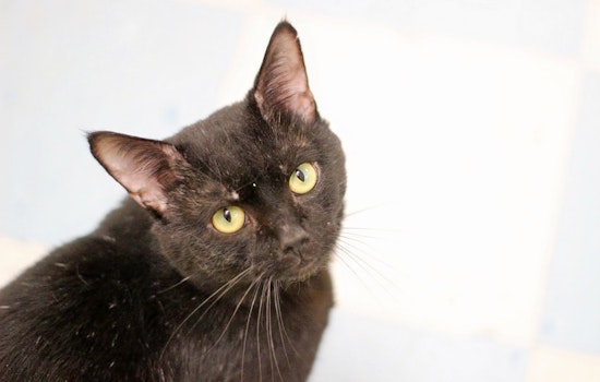 Cats in Raleigh looking for their furr-ever homes