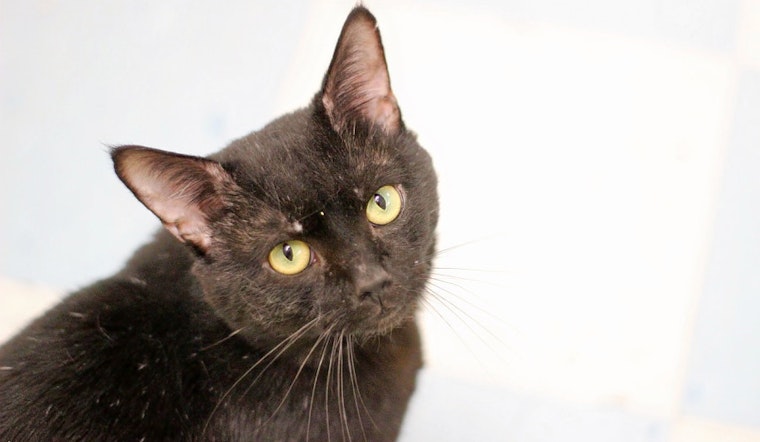 Cats in Raleigh looking for their furr-ever homes