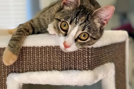 Cats in Charlotte looking for their fur-ever homes