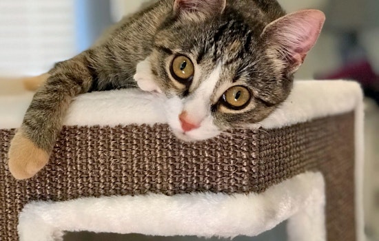 Cats in Charlotte looking for their fur-ever homes