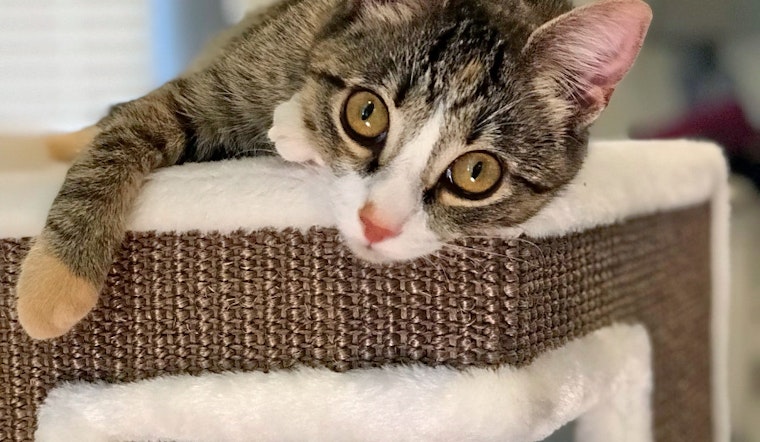 Cats in Charlotte looking for their fur-ever homes