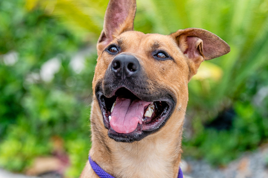 Dogs in Miami looking for their furrever homes