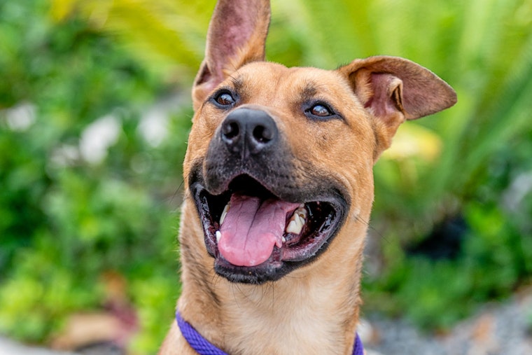 Dogs in Miami looking for their furr-ever homes