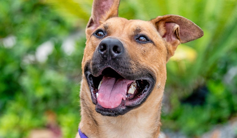 Dogs in Miami looking for their furr-ever homes