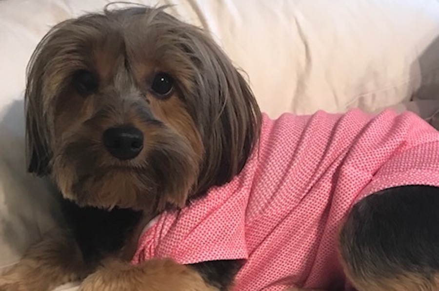 el yorkie home forever