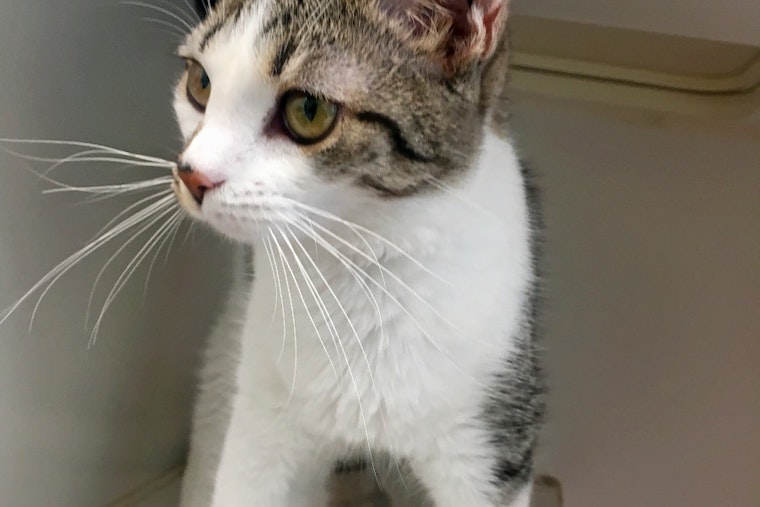 Kittens in Indianapolis looking for their furr-ever homes