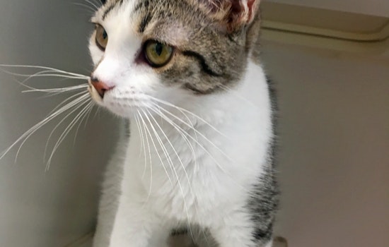 Kittens in Indianapolis looking for their furr-ever homes