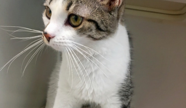 Kittens in Indianapolis looking for their furr-ever homes