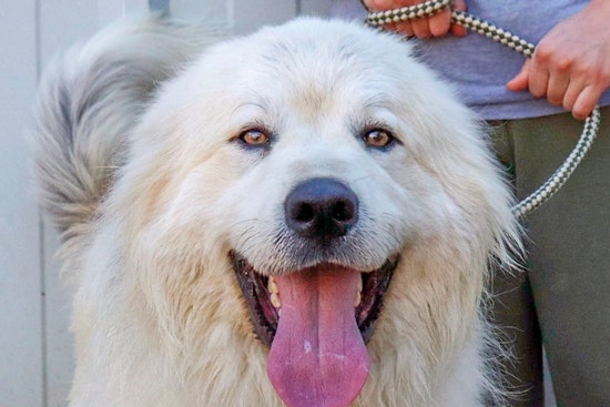 Dogs in Nashville looking for their furr-ever homes