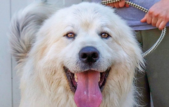 Dogs in Nashville looking for their furr-ever homes