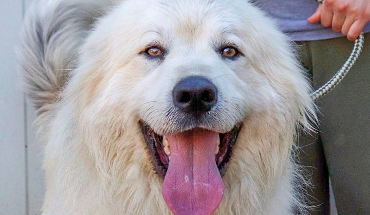 Dogs in Nashville looking for their furr-ever homes