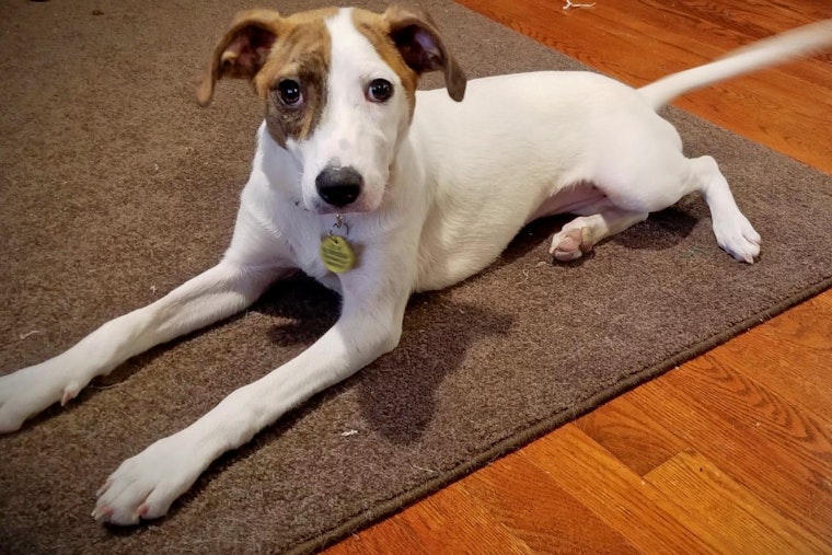 Puppies in Minneapolis looking for their furr-ever homes