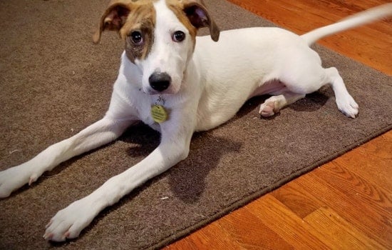 Puppies in Minneapolis looking for their furr-ever homes