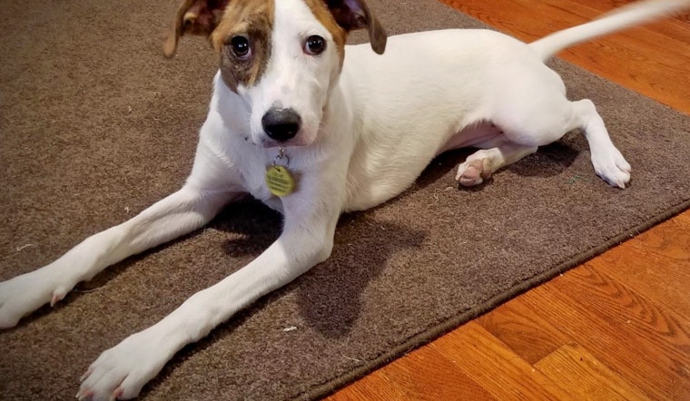 Puppies in Minneapolis looking for their furr-ever homes