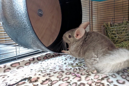 Purr-fect pets for adoption in and around Saint Paul