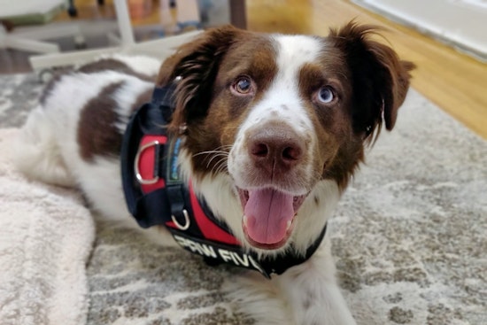 Dogs in Chicago looking for their furr-ever homes