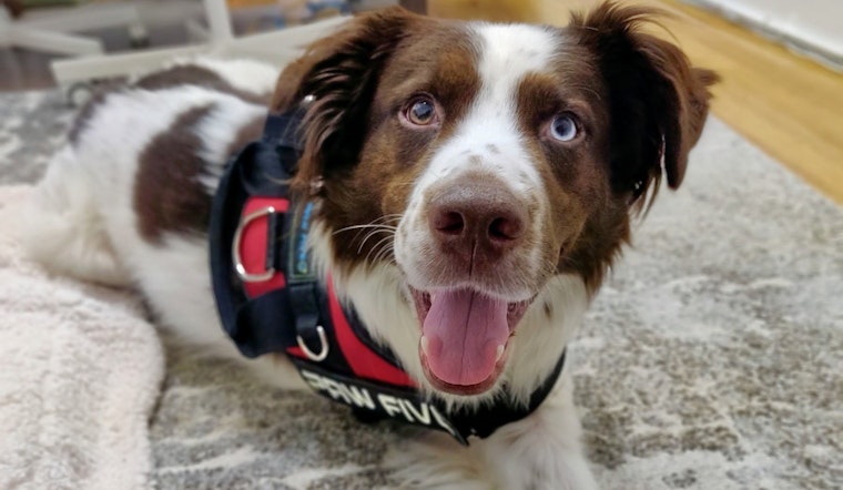 Dogs in Chicago looking for their furr-ever homes