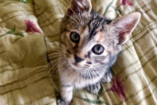 Kittens in Memphis looking for their furr-ever homes